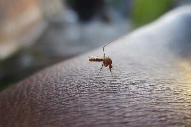 Minas Gerais tem 19 mortes confirmadas por dengue