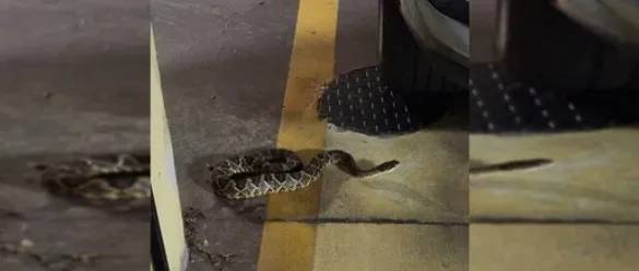 Cobra venenosa e perigosa é vista dentro de condomínio de luxo no DF