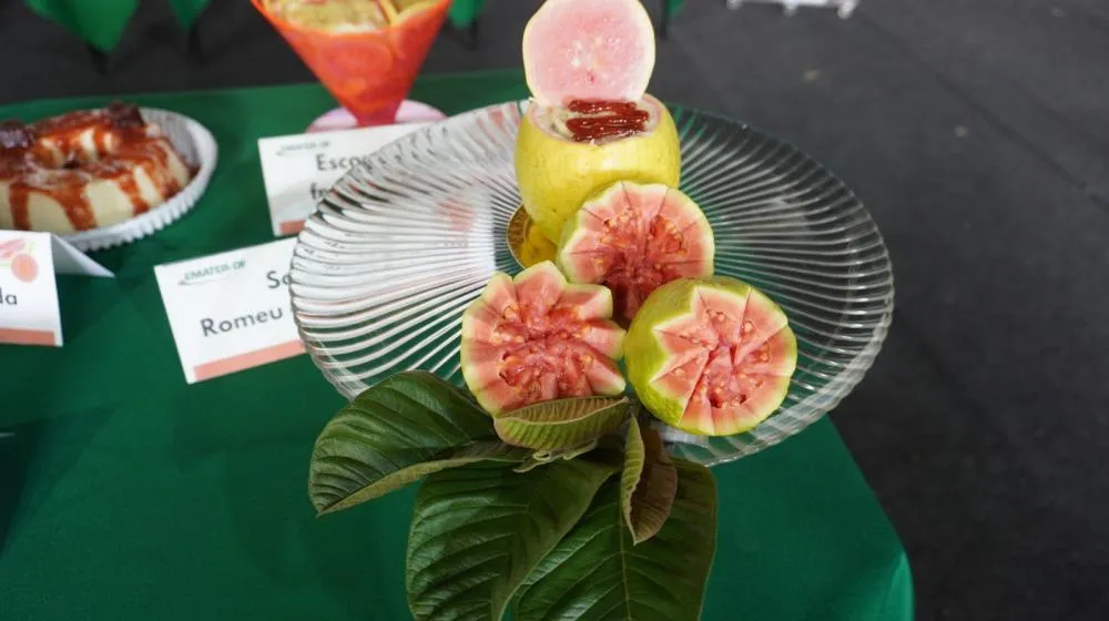 Festa da goiaba promete agitar Brazlândia