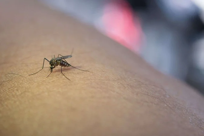 DF tem queda nos casos de dengue; combate ao Aedes aegypti é ampliado