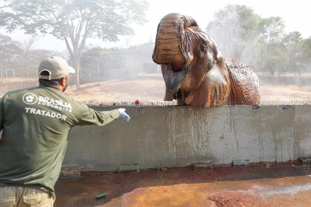 Visitas guiadas no Zoológico de Brasília e festivais marcam a agenda cultural do fim de semana