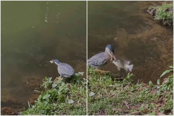 Pássaro usa pão para capturar peixe, em Goiânia