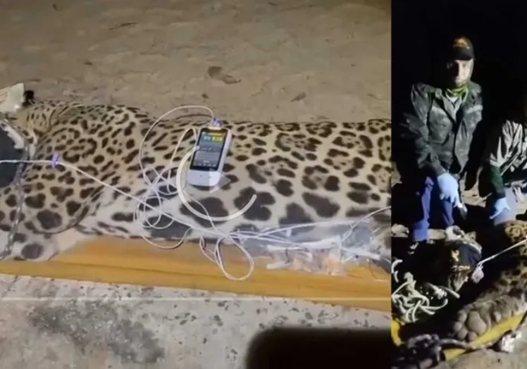 Onça que devorou caseiro é capturada no Pantanal; macho pesa 94 kg