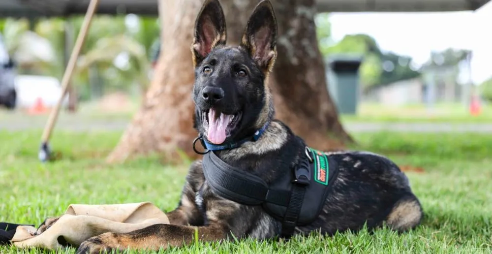 BPCães recebe dois novos filhotes para reforçar atividades policiais