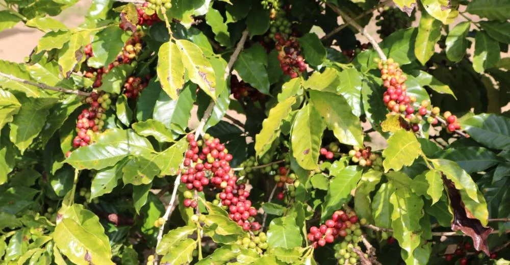 AgroBrasília 2025 recebe o 1º Encontro da Cafeicultura do DF e Ride