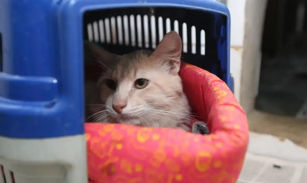 Com temperaturas mais baixas no DF, tutores devem reforçar cuidados com a saúde dos animais