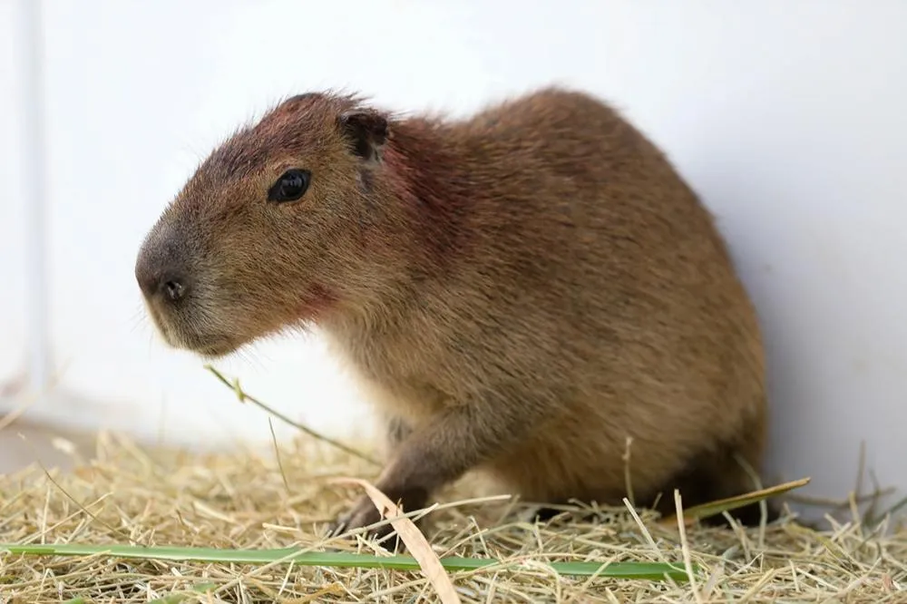 Capivara atropelada no Lago Sul recebe alta do Centro de Reabilitação da Fauna Silvestre do DF