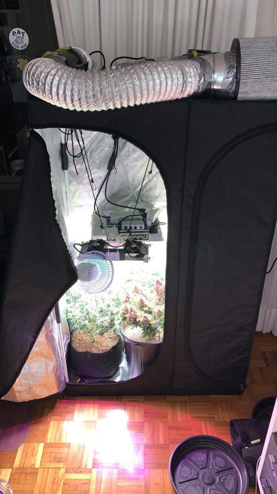 Jovem de Brasília consegue Habeas Corpus para plantar Cannabis