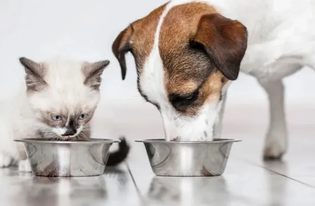 GDF cria política de bem-estar para cães e gatos; entenda