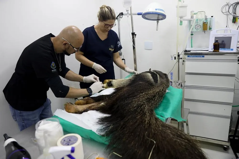 Pioneiro no Brasil, Hospital da Fauna Silvestre atendeu a mais de 5 mil animais em dois anos de funcionamento