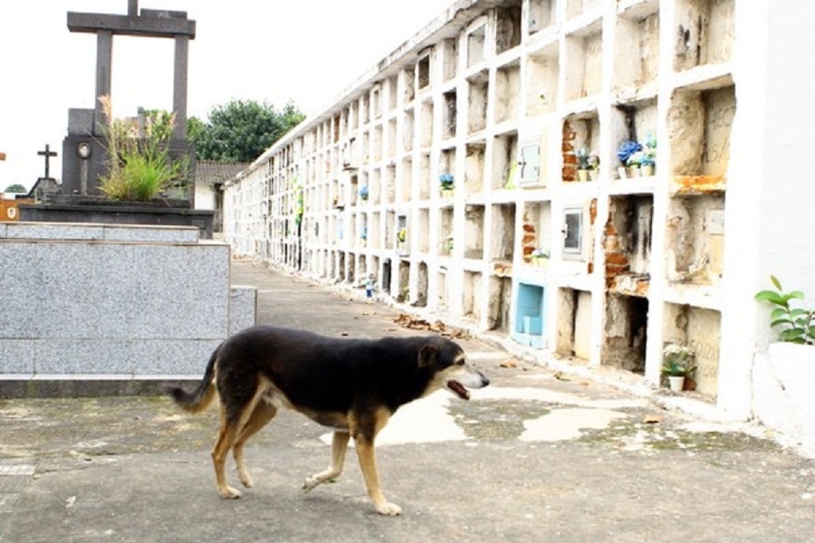 Cão acompanha cortejos e vira mascote de cemitério
