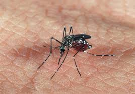 Em risco de epidemia, interior de SP tem duas mortes por dengue hemorrágica